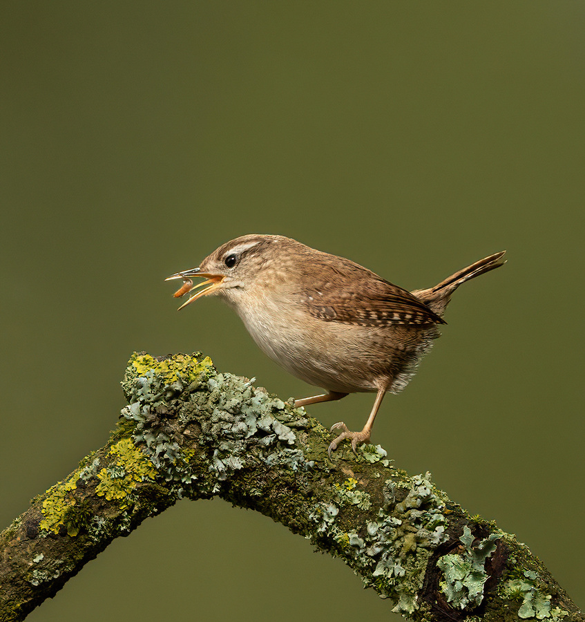 1st Wren with Grub by Ellen Bell
